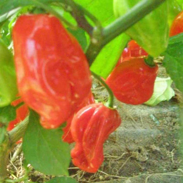 Chili Pepper 'Harold St. Barts Red'