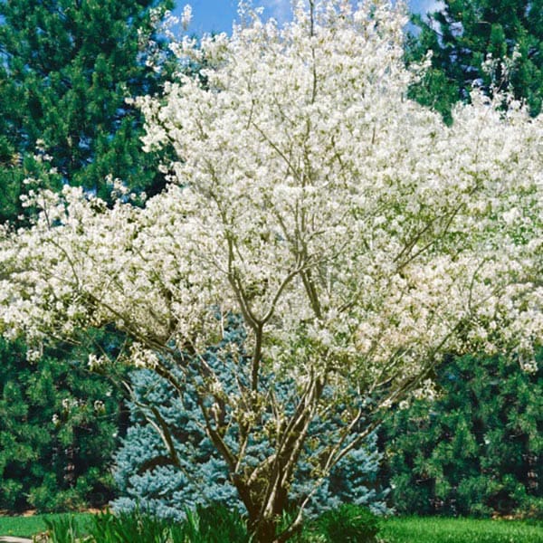 Prakthäggmispel, 50-80cm2, 100-Pack