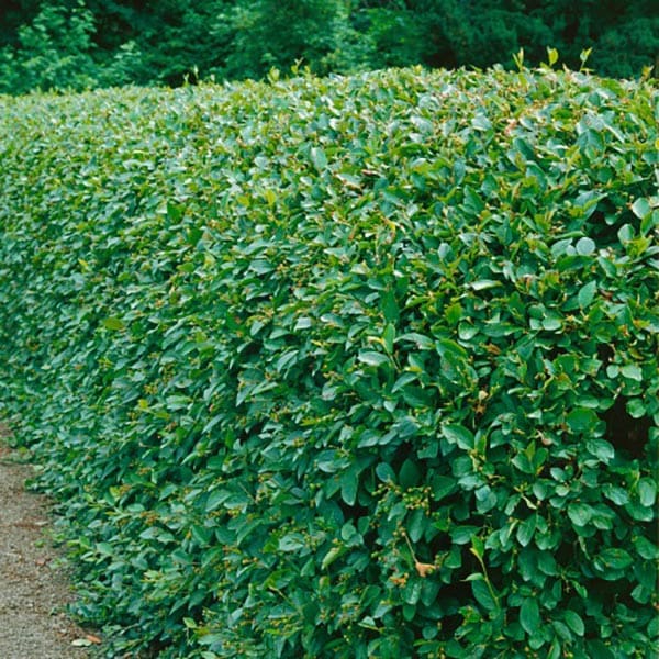 Häckoxbär, 20-40cm, 10-Pack