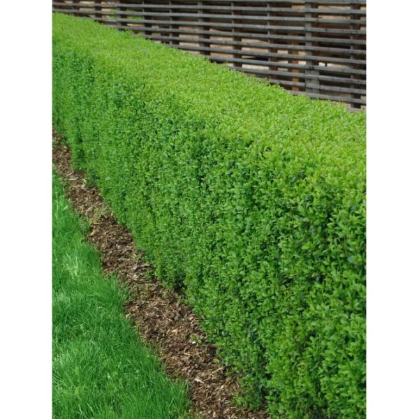 Liguster Vintergrön, 125-150cm, 50-Pack
