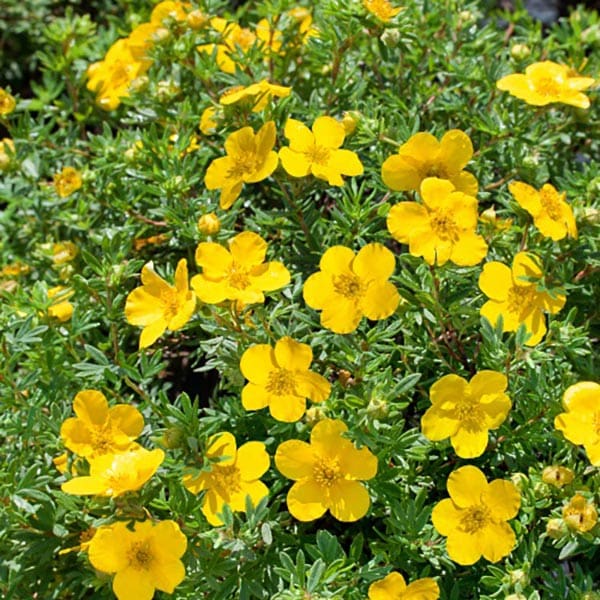 Ölandstok, 30-50cm2, 100-Pack