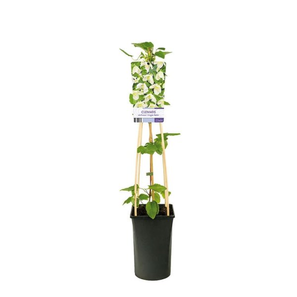 Vintergrön klematis, 5-pack