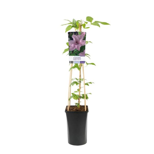 Storblommig klematis "Hagley hybrid", 1-pack