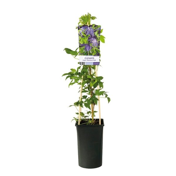 Atragene klematis "Maidwell Hall", 3-pack