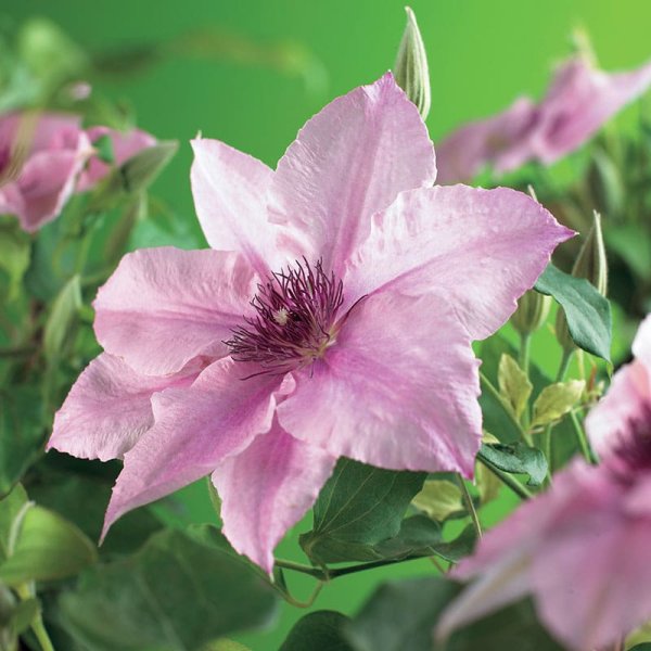 Klematis "Pink Fantasy", 5-pack