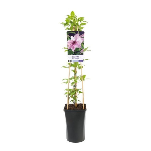 Klematis "Pink Fantasy", 5-pack