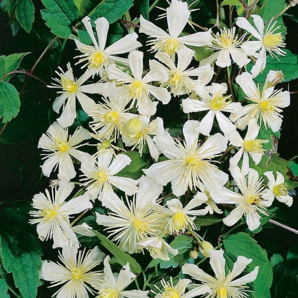 Vit vitalba klematis, 1-pack
