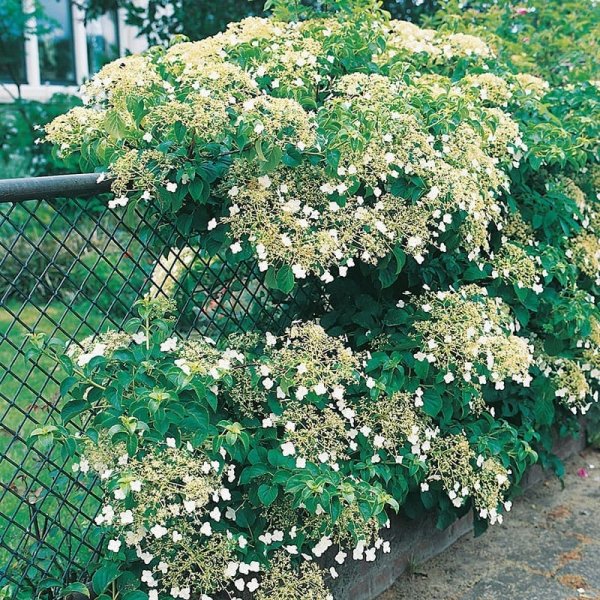 Klätterhortensia, 5-pack