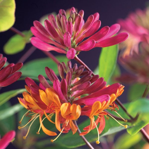 Blomsterkaprifol, 3-pack