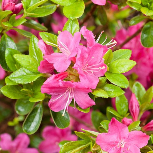 Japansk azalea "Kermesina", 20-25 cm, 5-Pack