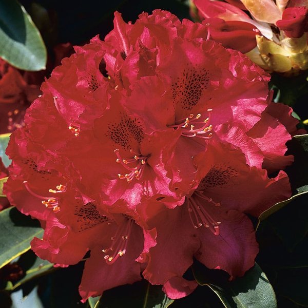 Parkrododendron "Nova Zembla", 40-50 cm, 3-Pack