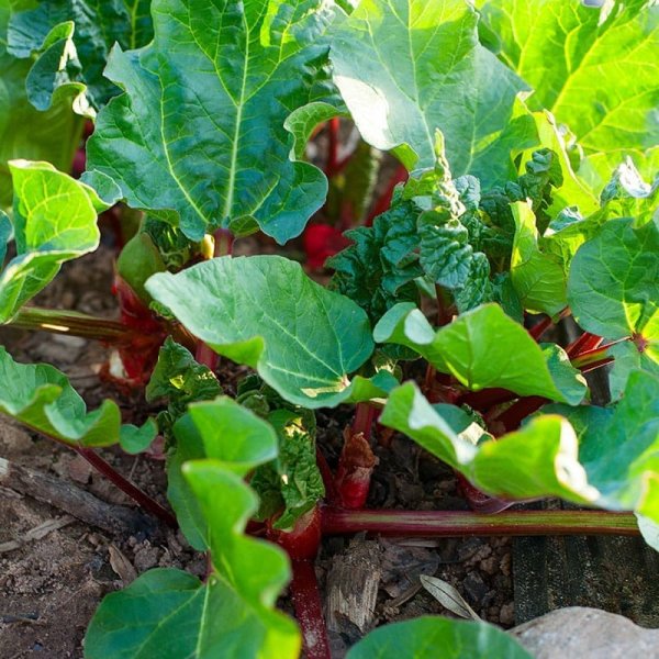 Rabarber Barbro, 3-Pack