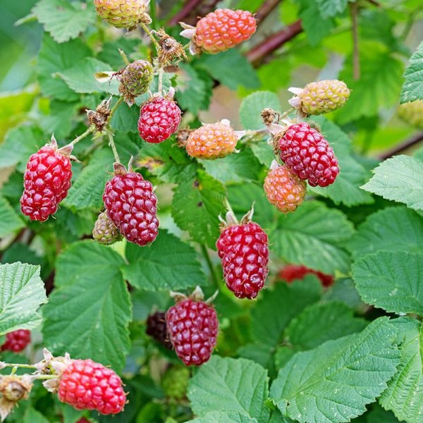 Björnbärshallon "Tayberry", 5-Pack