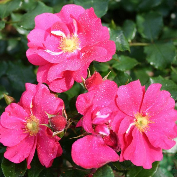 Marktäckande ros Sommermärchen, 10-Pack