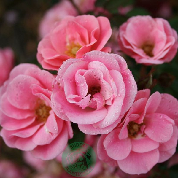 Marktäckande ros Sweet Cover, 10-Pack