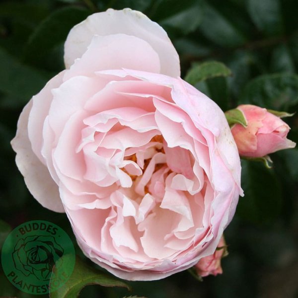 Engelsk ros Strawberry Hill, 1-Pack