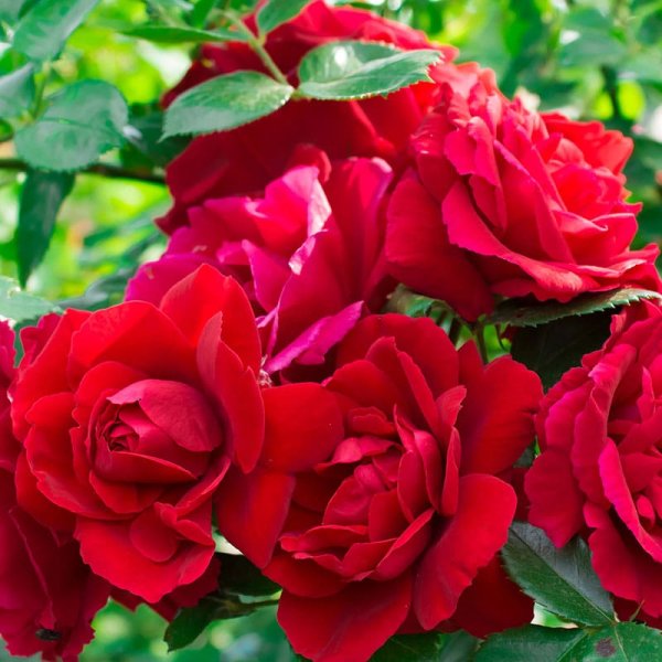 Klätterros Flammentanz, 5-Pack