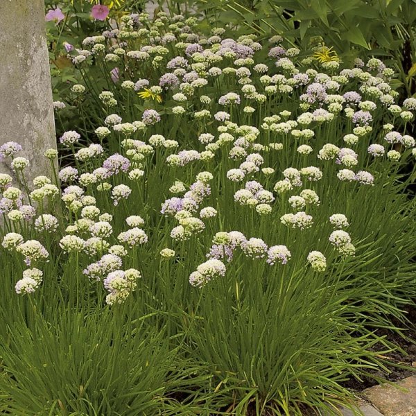 Strandtrift "Alba", 15-Pack