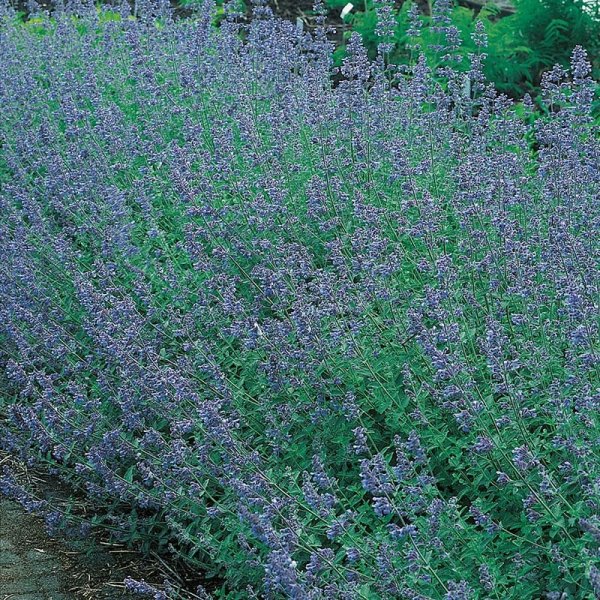 Kantnepeta, 6-Pack