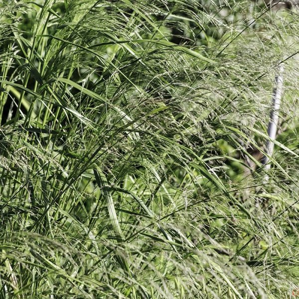 Prydnadshirs, 1-Pack