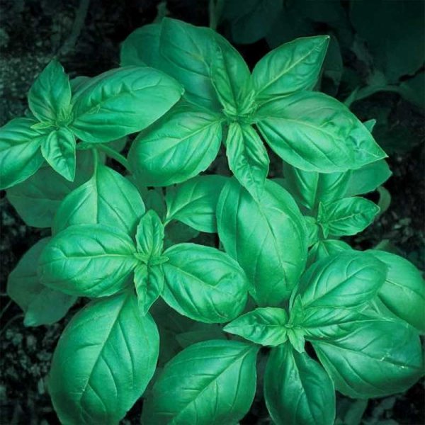 Basil 'Italian Star'