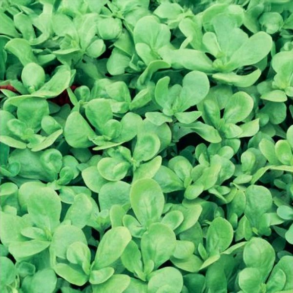 Garden Purslane