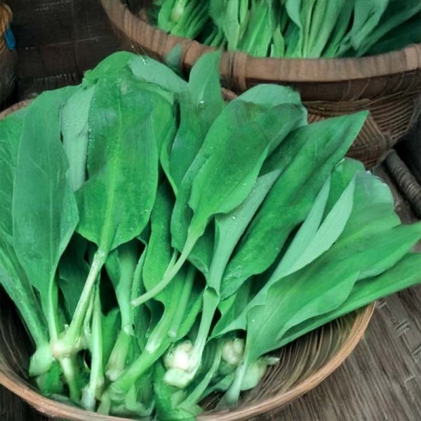 Ramsons 'Forest Floor'