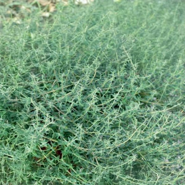 Orange Thyme 'Thymus orange'