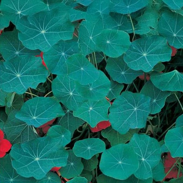 Nasturtium 'Blue Pepe'