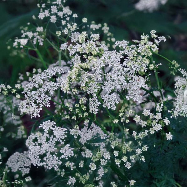Sweet Cicely