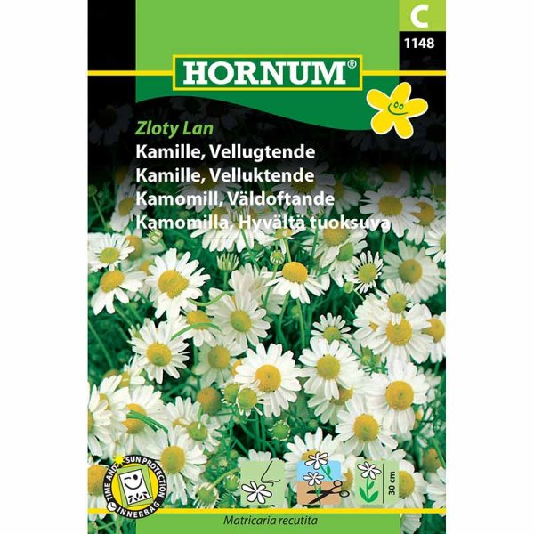 Chamomile 'Zloty Lan'