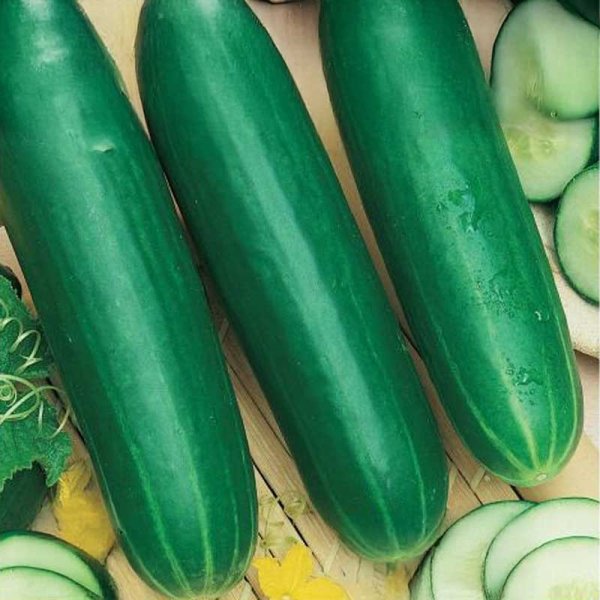 Outdoor Cucumber 'Fatum'
