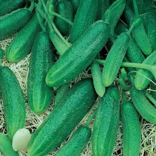 Outdoor Cucumber 'Libelle' F1