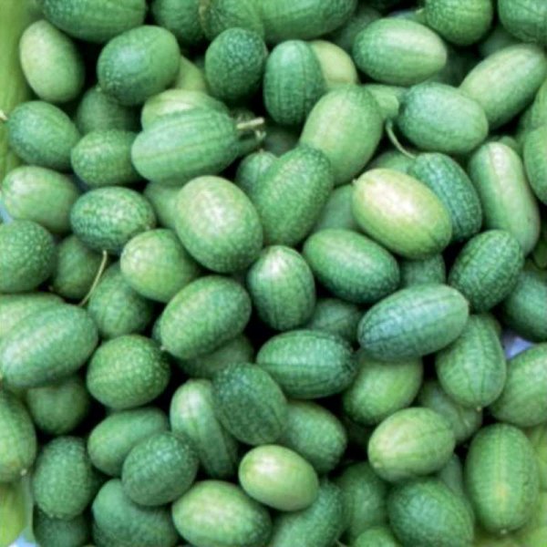 Mexican Mini Cucumber 'Sandia'