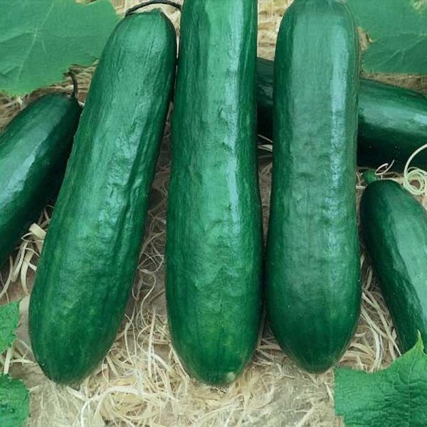 Slicing Cucumber 'Silor' F1