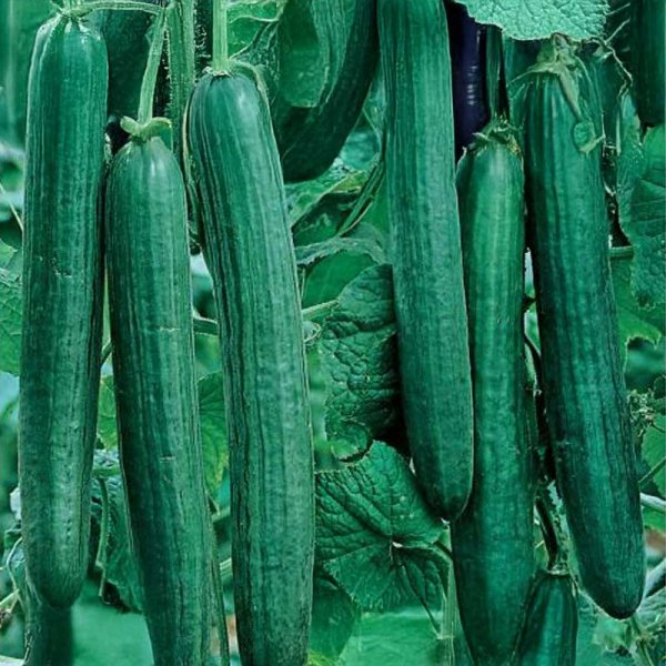 Slicing Cucumber 'Euphya' F1