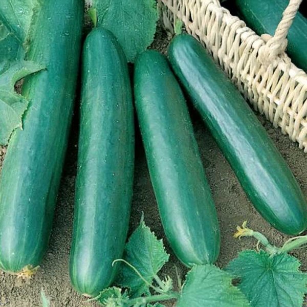 Slicing Cucumber 'Konsa' F1