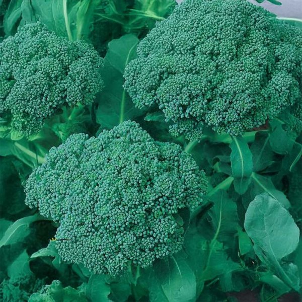 Broccoli 'Ramoso Calabrese'