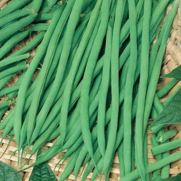 Bush Bean 'Delinel'