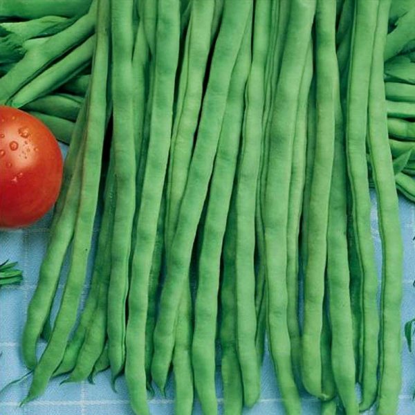 Snap Bean 'Neckarkönigin'