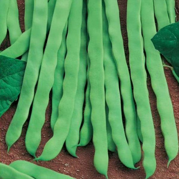 Snap Bean 'Algarve'