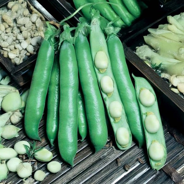 Broad Bean 'Dreifach Weisse'