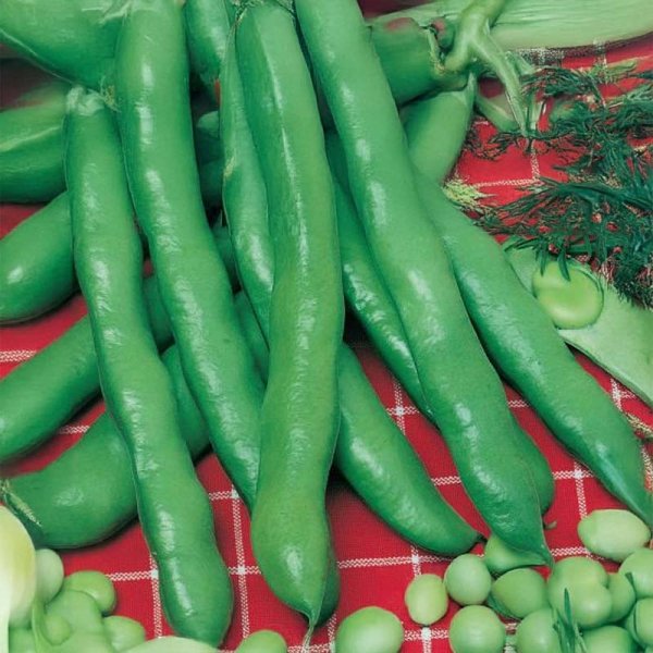 Broad Bean 'Hangdown Grünkernig'