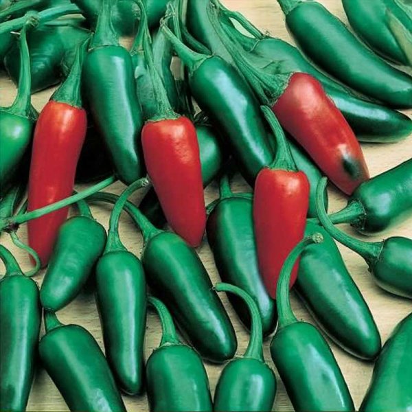 Chili Pepper 'Jalapeno M'