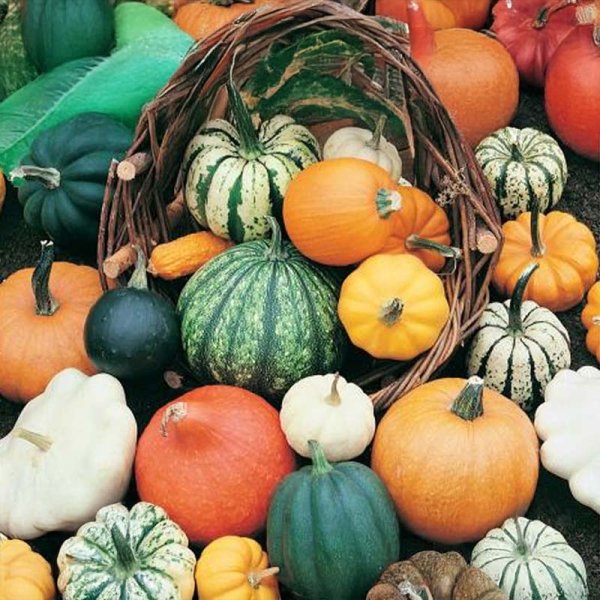 Pumpkin 'Gourmet Mix'