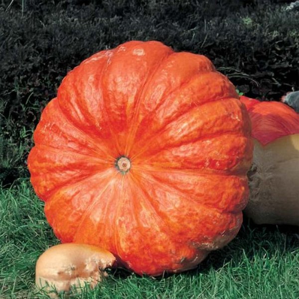 Giant Pumpkin 'Rouge très hâtif d'Étampes'