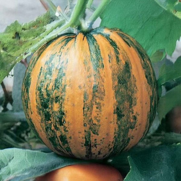 Oil Pumpkin 'Gleisdorfer Ölkürbis'