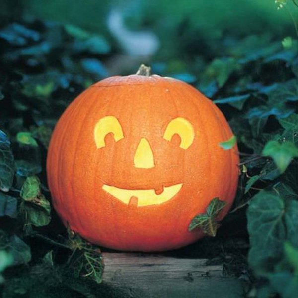 Oil Pumpkin 'Tom Fox'