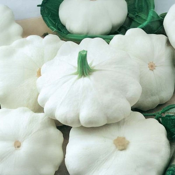 Oil Pumpkin 'Custard White'
