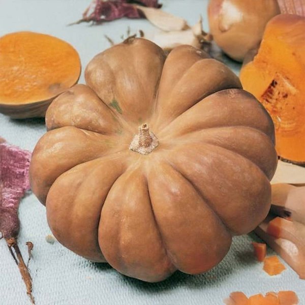 Butternut Squash 'Muscade de Provence'